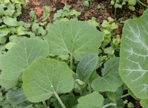 南瓜苗期施肥 南瓜苗期施肥