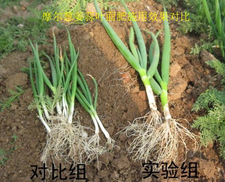 大蔥葉面肥施用效果對(duì)比 大蔥葉面肥施用效果對(duì)比