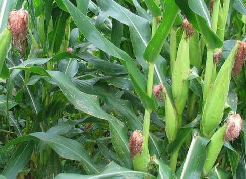 玉米噴施葉面肥效果 玉米噴施葉面肥效果