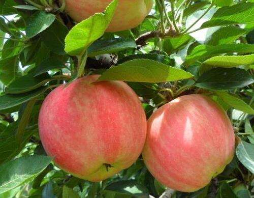 �����~���ʩ��Ҫ�c