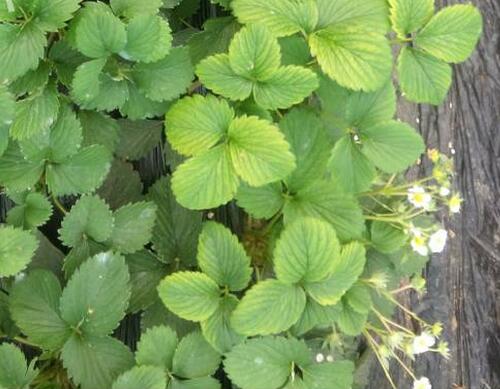 草莓鎂肥表現(xiàn) 草莓鎂肥表現(xiàn)