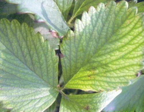 草莓缺銅元素表現(xiàn) 草莓缺銅元素表現(xiàn)