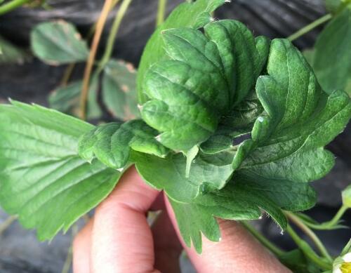 草莓缺硼肥表現(xiàn) 草莓缺硼肥表現(xiàn)