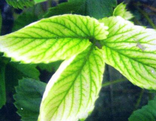 草莓缺鐵肥表現(xiàn) 草莓缺鐵肥表現(xiàn)