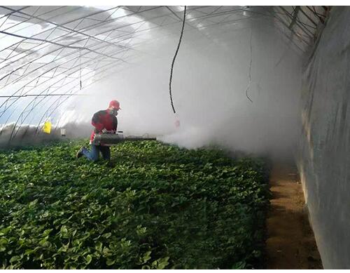 草莓葉面肥施用方法 草莓葉面肥施用方法
