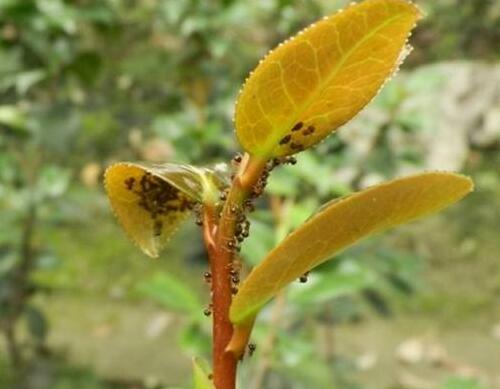 花卉常見蟲害防治 花卉常見蟲害防治
