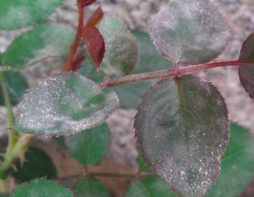 花卉常見病害防治 花卉常見病害防治