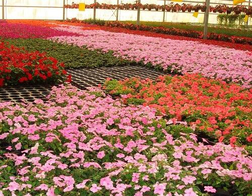 冬季花卉施肥管理 冬季花卉施肥管理