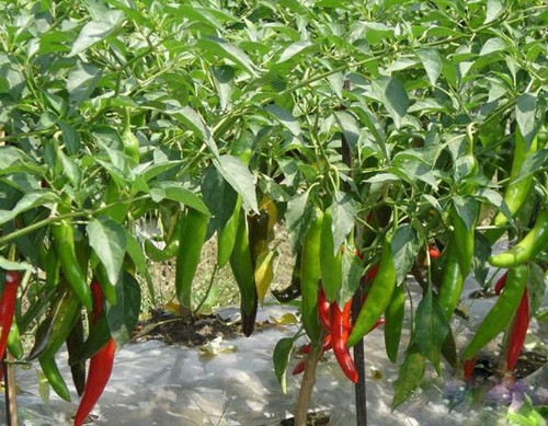 �����~��ʇ�ʩҪ�I(l��ng)