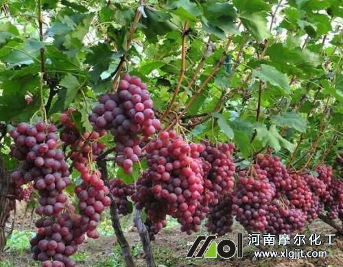 葡萄葉面肥使用劑量 葡萄葉面肥使用劑量