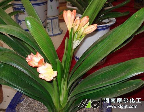 君子蘭四季施肥技術(shù) 君子蘭四季施肥技術(shù)