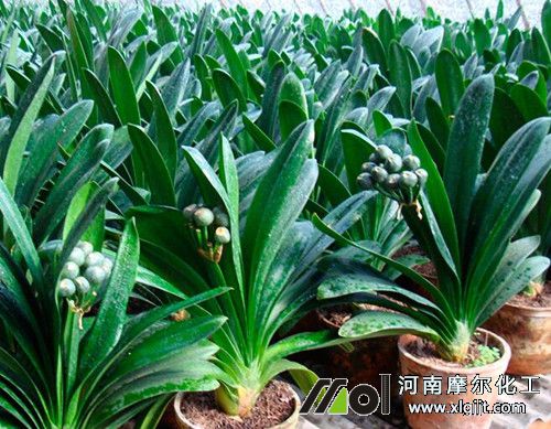 君子蘭養(yǎng)殖竅門 君子蘭養(yǎng)殖竅門