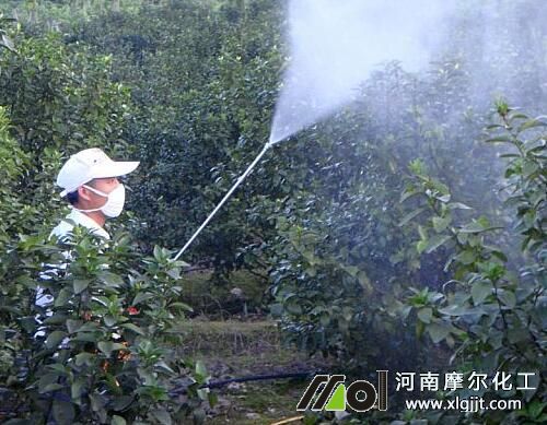 沙糖桔葉面肥噴施技巧 沙糖桔葉面肥噴施技巧