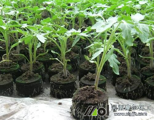 ���t�������ڇ�ʩ�~���