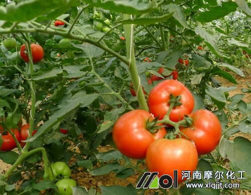 ���t������ڇ�ʩ�~���