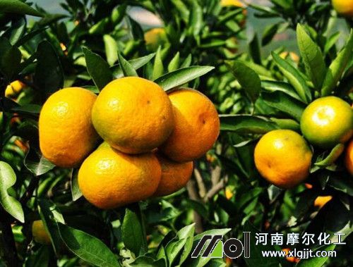柑橘葉面肥作用好處 柑橘葉面肥作用好處