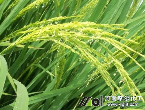 ˮ�������ڇ�ʩ�~���