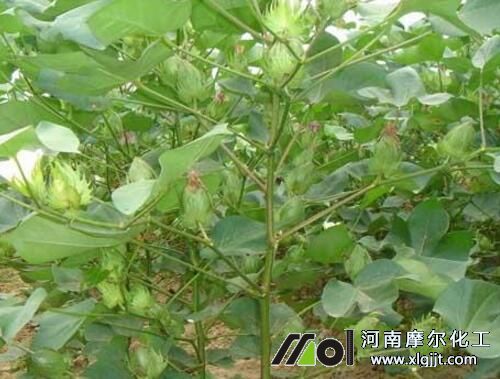棉花種植追肥 棉花種植追肥