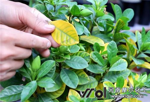 食醋防治梔子花黃葉 食醋防治梔子花黃葉