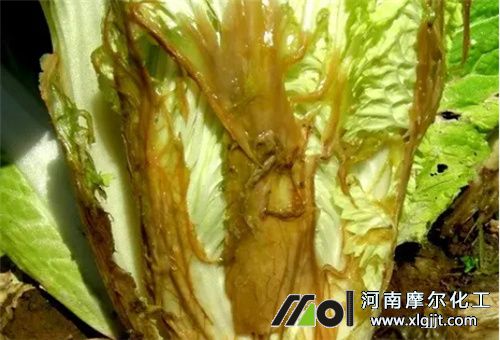 食醋防治白菜病 食醋防治白菜病