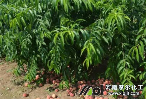 桃樹控旺方法 桃樹控旺方法