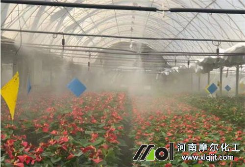 葉面肥能否替代根施肥 葉面肥能否替代根施肥