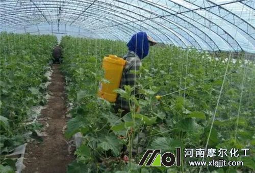 葉面肥能否替代根施肥 葉面肥能否替代根施肥