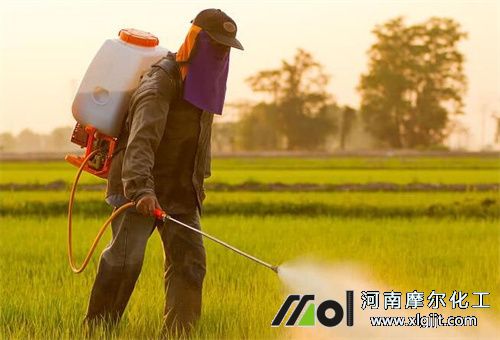 開春作物打葉面肥 開春作物打葉面肥