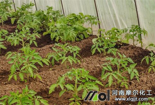 西紅柿定植期追肥 西紅柿定植期追肥