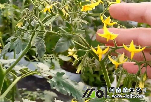 番茄花前追肥 番茄花前追肥