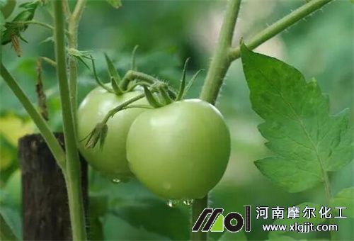 番茄結(jié)果追肥 番茄結(jié)果追肥