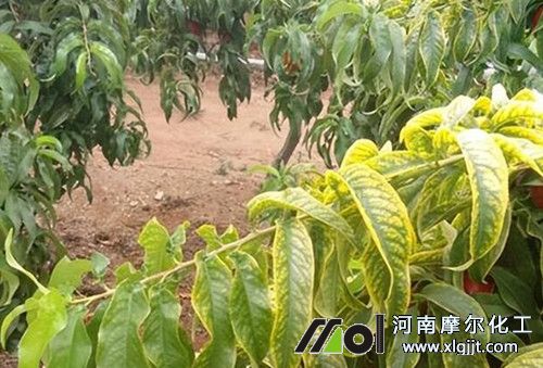 葉面肥使用時間 葉面肥使用時間